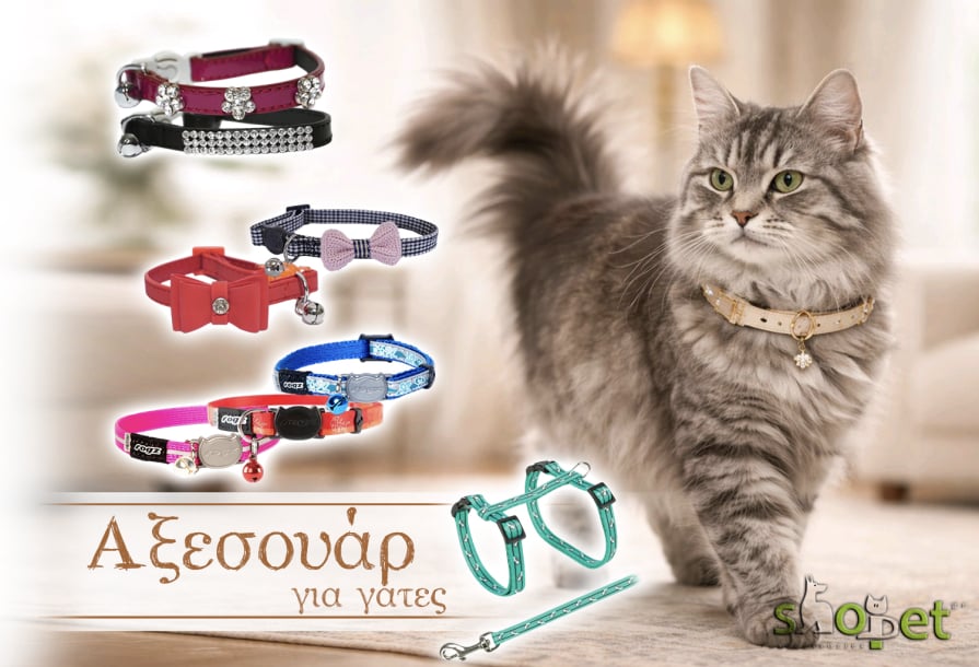 Cat Accessories